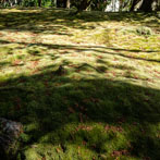 Kyoto 2019, Saiho-Ji or Kokedera. The moss temple
